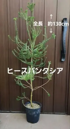 赤エゾマツ苗木　９０センチ コニファー 針葉樹 苗木 鉢植え 赤エゾマツ苗木 90センチ コニファー 針葉樹 苗木 鉢植え - メルカリ