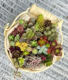 【 寄せ植えセット 】カット苗 多肉植物 セダム 現物❢❢