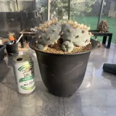 2025年最新】サボテン翠冠玉の人気アイテム - メルカリ