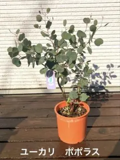 2026年最新】ユーカリ ポポラスの人気アイテム - メルカリ