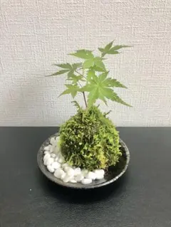こば姉様 リクエスト 3点 まとめ商品