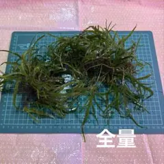 2026年最新】ミクロソリウムトライデントの人気アイテム - メルカリ