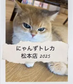 【バラ売り可】にゃんずトレカ松本店 2025 バラ売り可】にゃんずトレカ松本店 2025 - メルカリ