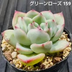 グリーンローズ 159 エケベリア 多肉植物 抜き苗