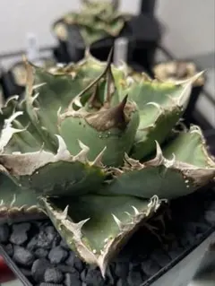 2025年最新】アガベ星空の人気アイテム - メルカリ