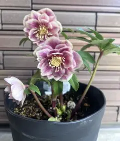 2026年最新】ソレイユ クリスマスローズの人気アイテム - メルカリ