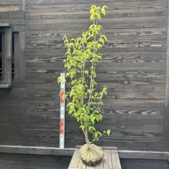 シャラノキ/株立ち【現品発送】管理80206 シャラノキ/株立ち【現品発送】管理80206 - メルカリ