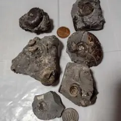 2025年最新】アンモナイト 化石 北海道の人気アイテム - メルカリ