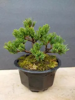 八房五葉松(伊豆姫)盆栽 2025年最新】八房五葉松の人気アイテム - メルカリ