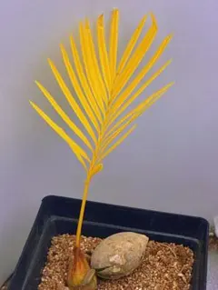 2026年最新】ソテツの人気アイテム - メルカリ