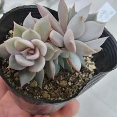 2026年最新】プリンセスティアラ 多肉の人気アイテム - メルカリ