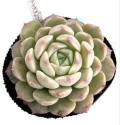 2026年最新】アイススピリット 多肉の人気アイテム - メルカリ