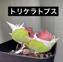 カクタスグリーン産 トリケラトプス 子株 2株セット - メルカリ
