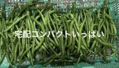 訳あり　いんげんのサムネイル