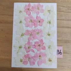 押し花〈千鳥草２色〉156