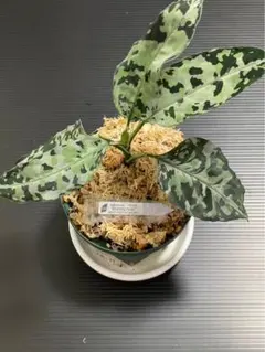 2025年最新】アグラオネマ ディープフォレストの人気アイテム