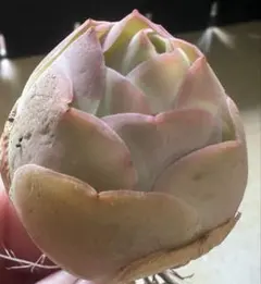 ぽ*こ様 No.a955グリーノビア　若画　アエオニウム　多肉植物