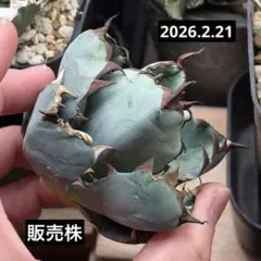 2026年最新】アガベ ブルーボールの人気アイテム - メルカリ