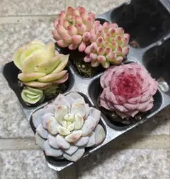 プラグ苗4種　多肉植物