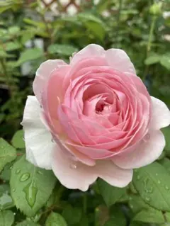 バラ苗 ピンク色 薔薇のサムネイル