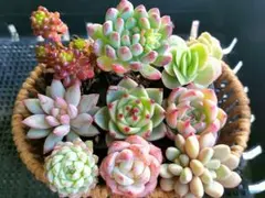 2025年最新】ラブリーローズ錦の人気アイテム - メルカリ