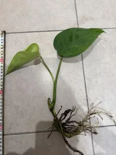 モンステラデリシオーサマクロコズム大型葉希少系統鉢植え高さ88㎝超大株 モンステラデリシオーサマクロコズム大型葉希少系統鉢植え高さ98㎝超大