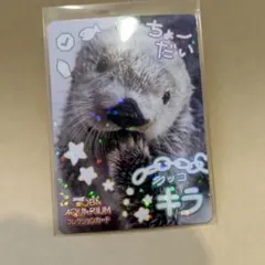 4月21日新商品】 鳥羽水族館 ラッコ キラちゃん お誕生日福袋 大