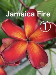 プルメリア Jamaica Fire② ４号実生接木苗 プルメリア Jamaica Fire② 4号実生接木苗 - メルカリ