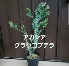 アカシア　グラウコプテラ　鉢植え　苗　オージープランツ　レア品種 アカシア グラウコプテラ 鉢植え 苗 オージープランツ レア品種 - メルカリ
