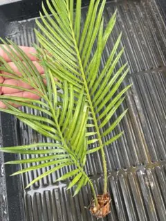 r*o様 希少 サイカス レボルタ ソテツ斑入 蘇鉄総散り斑 - メルカリ