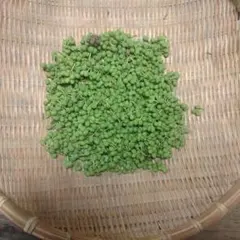 25天然 山椒の実 100g 以上 採りたて 青森産 ❗️ご注文お待ちしており
