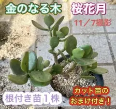 2025年最新】金の成る木の人気アイテム - メルカリ