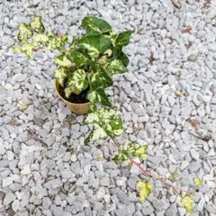 アイビー　ヘデラ　抜き苗