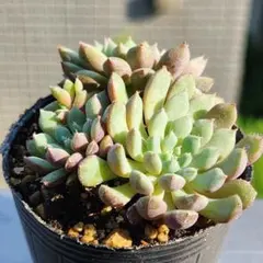 優木園 ザラゴーサSPノバ 子株2個 札付き メルカリ便配送 多肉植物 花月夜xザラゴーサspノバ 優木園さん苗 - メルカリ