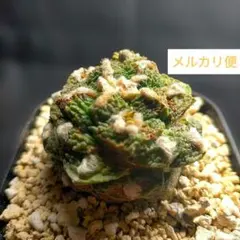 アリオカルプス 短疣亀甲牡丹 竜角牡丹 玉牡丹 花牡丹 黒牡丹 姫牡丹メルカリ便 アリオカルプス 短疣亀甲牡丹 竜角牡丹 玉牡丹 花牡丹 黒牡丹 姫牡丹