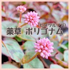 食用、グランドカバー【薬草の種】ポリゴナム種100粒