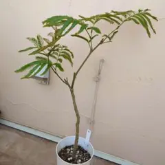 エバーフレッシュ曲❗️観葉植物！個性的樹形！高さ80◎ - メルカリ