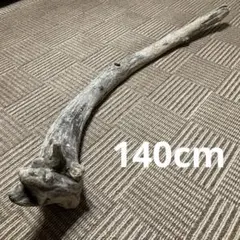 Item thumbnail for item c844fa37-b6d5-470e-914f-67d3b64721db