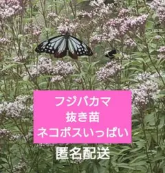 2025年最新】フジバカマの人気アイテム - メルカリ