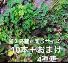 roco様 リクエスト 2点 まとめ商品