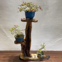 流木　花台　盆栽台　オブジェ 花台 盆栽台 流木インテリア 生け花 619 - メルカリ