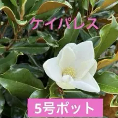 2026年最新】タイサンボク ケイパレス 苗の人気アイテム - メルカリ