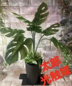 流通皆無‼️✩.*˚ウンベラータ 斑入り ✩.*˚ 2 2026年最新】ウンベラータ 斑入りの人気アイテム - メルカリ