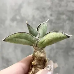 美株　希少　サンスベリアビューティークイーン　中株　レア　鉢ごとメルカリ便④ 選抜美株 希少 サンスベリアビューティークイーン 中株 レア 鉢