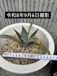 アガベ　シルバーサーファー