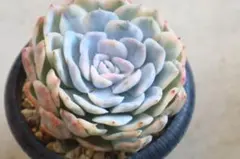 エケベリア・メキシカンスノーボール斑入り