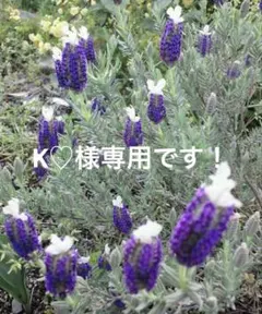 K♡様専用です！3点セット