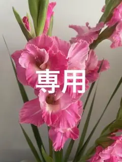 専用　　　KPトレーナー新品
