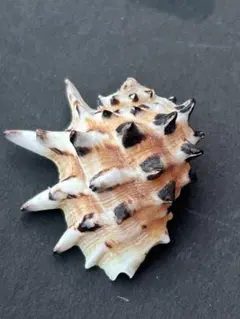 Item thumbnail for item 5ce0da74-1602-4af1-8edf-32ccbe904a98