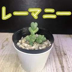多肉植物 レーマニー 抜き苗 A - メルカリ